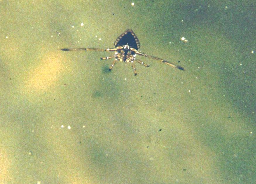 Notonectidae (2)